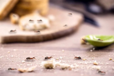 муравьи на кухне